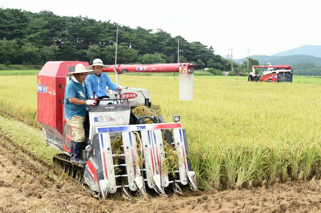 경주 첫 벼 베기 행사 (2)