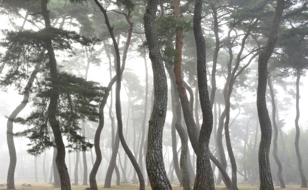 삼릉 솔숲 (2)