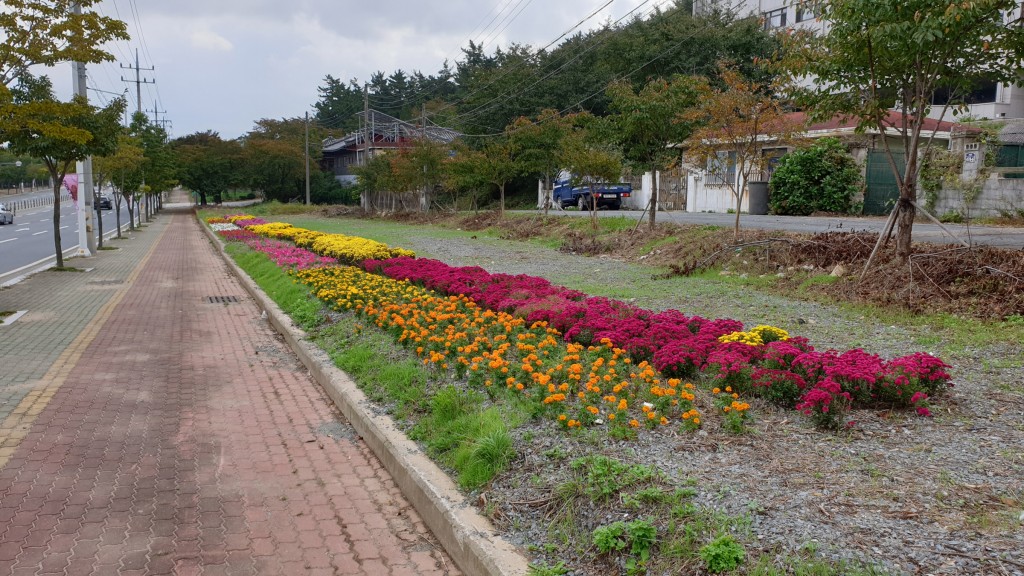 3. 경주시 충효동 태종로 ․ 충효생태하천 가을꽃으로 새 단장(1)
