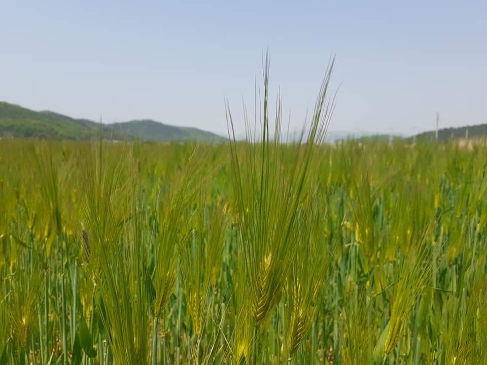 2. 경주시, 신품종 다수확 사료작물 종자 생산 보급체계 구축(사료용 보리