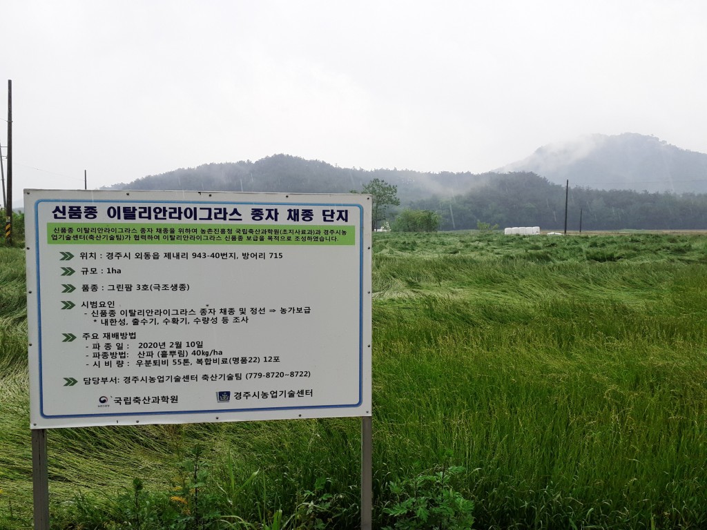 4. 경주시, 기후변화 대응 신품종 사료작물 종자 농가 보급 각광(이탈리안라이그라스채종단지)