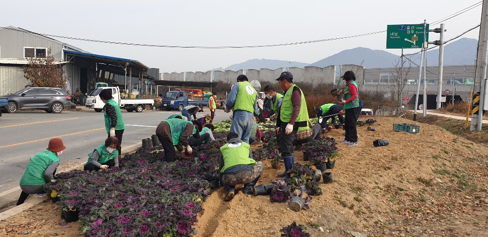 1. 아름다운 내남면 만들기, 꽃양배추 꽃동산 조성 (2)